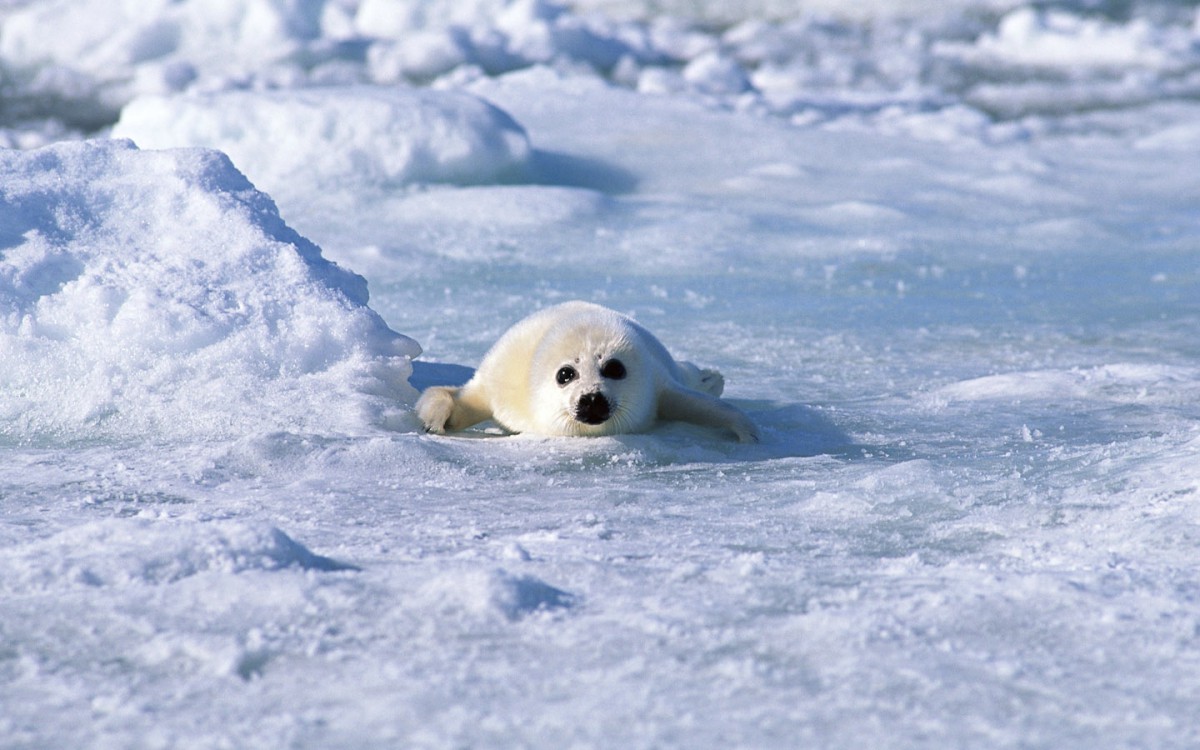 可爱的小海豹-动物壁纸-高清动物图片-第9图-娟娟壁纸