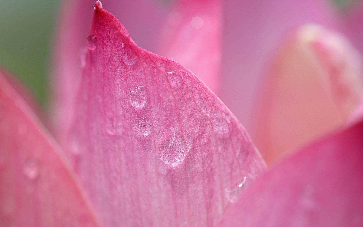 简介:荷花 第二辑,分享一组百花盛开图片给大家,图中的桌面壁纸壁纸会