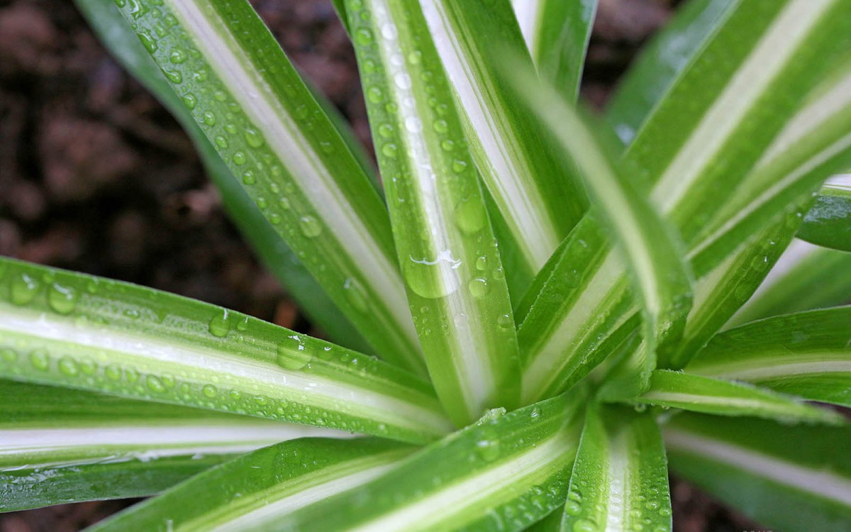 金心吊兰-花卉壁纸-高清花卉图片-第2图-娟娟壁纸