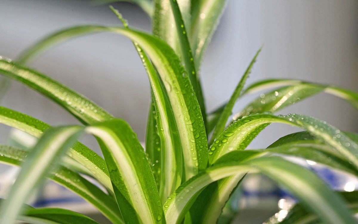 金心吊兰-花卉壁纸-高清花卉图片-第9图-娟娟壁纸