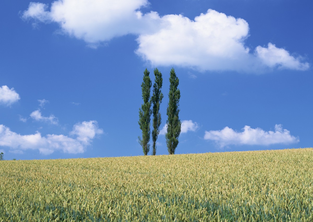 北海道风光第三辑 风景壁纸 高清风景图片 第12图 娟娟壁纸