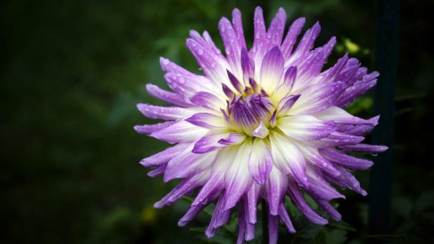 大丽花,花,紫色,黑暗的背景图片