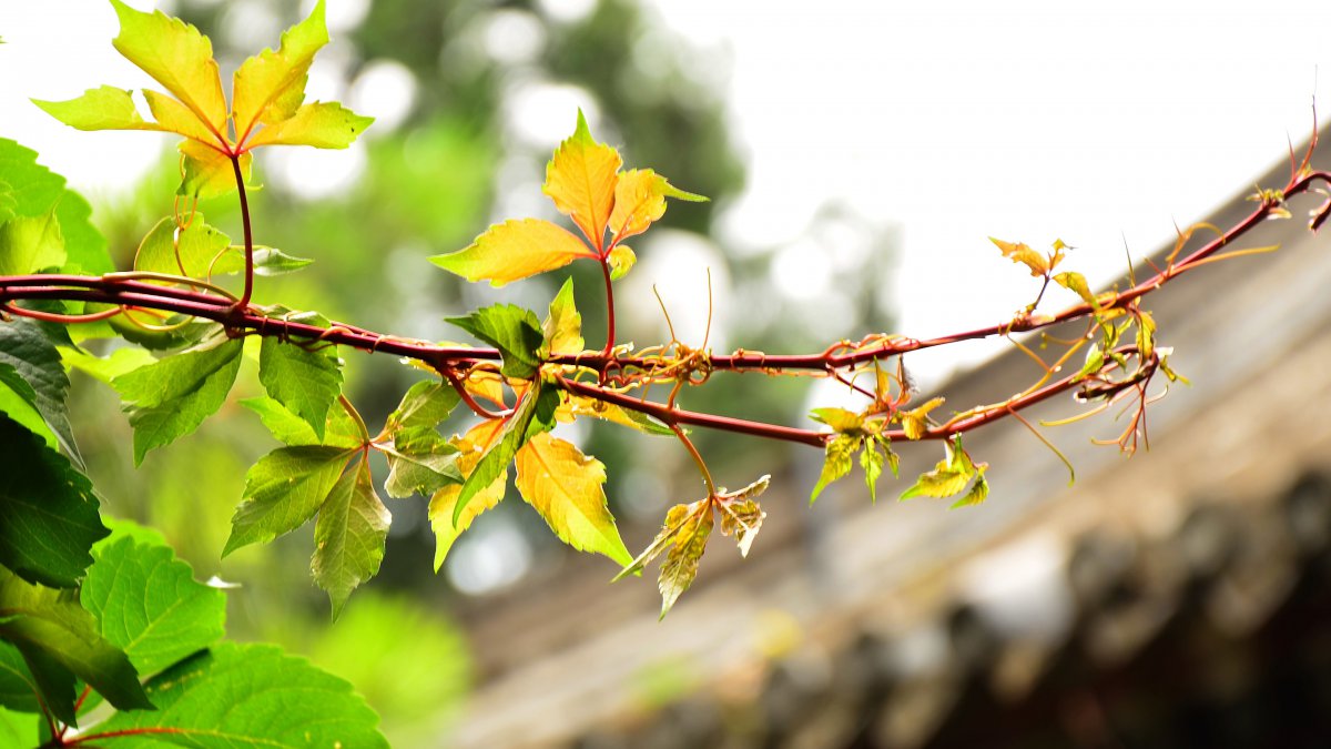 藤叶,2022,植物,高清,照片图片,4k高清植物图片,娟娟壁纸