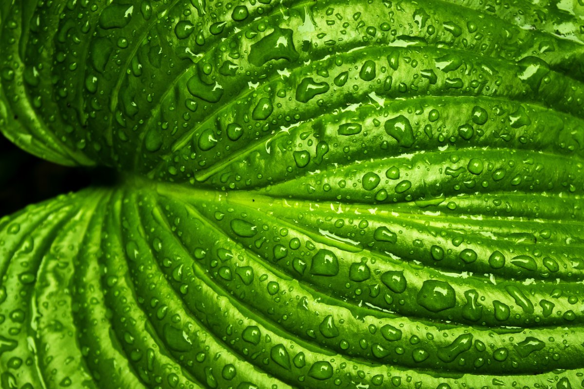 葉雨春 自然 綠色 植物 水 環境 季節 特寫 新鮮 5k背景圖片圖片