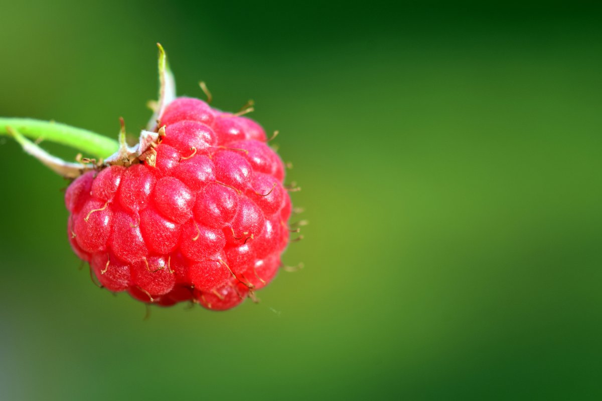 紅色樹莓 水果 健康 美味 樹莓6k圖片,4k高清其它圖片,娟娟壁紙