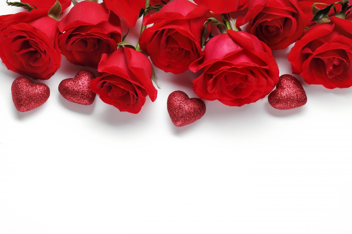 红色玫瑰 心 白色背景 情人节5k图片图片,4k高清其它图片,娟娟壁纸