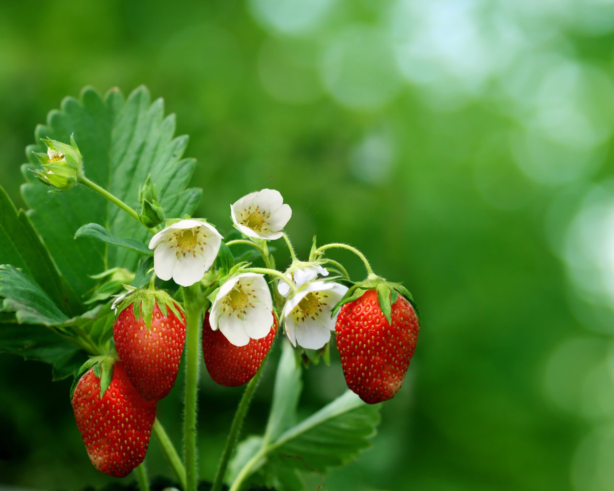 草莓花绿色叶子高清草莓背景图片图片