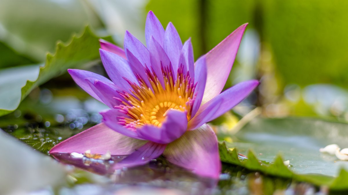 水塘,紫,莲花,花,特写镜头图片,4k高清其它图片,娟娟壁纸