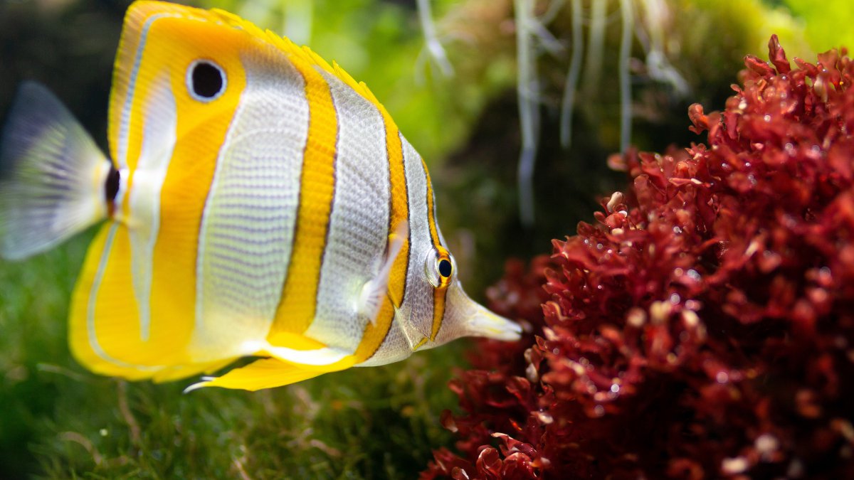 水族动物水生珊瑚美丽鱼图片
