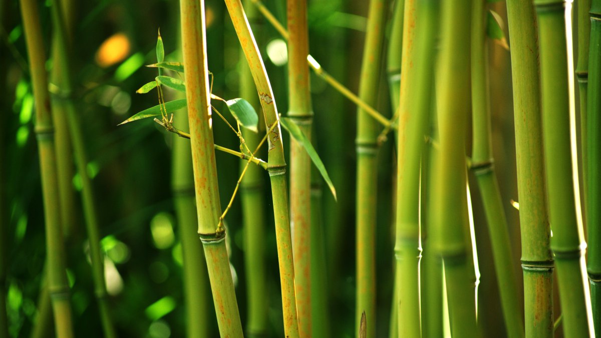 春天的竹子唯美图片