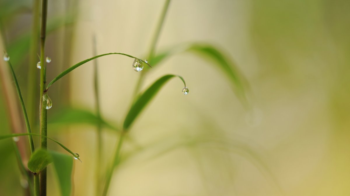 绿色,竹,叶,水滴,下雨天图片