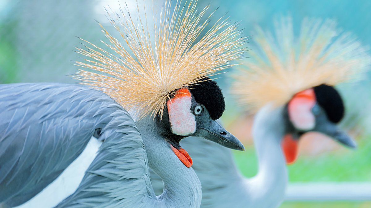 可爱鸟动物鸟喙4k照片图片