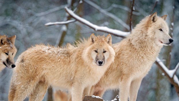 北极狼,加拿大,2021年,动物,5k hd,照片图片