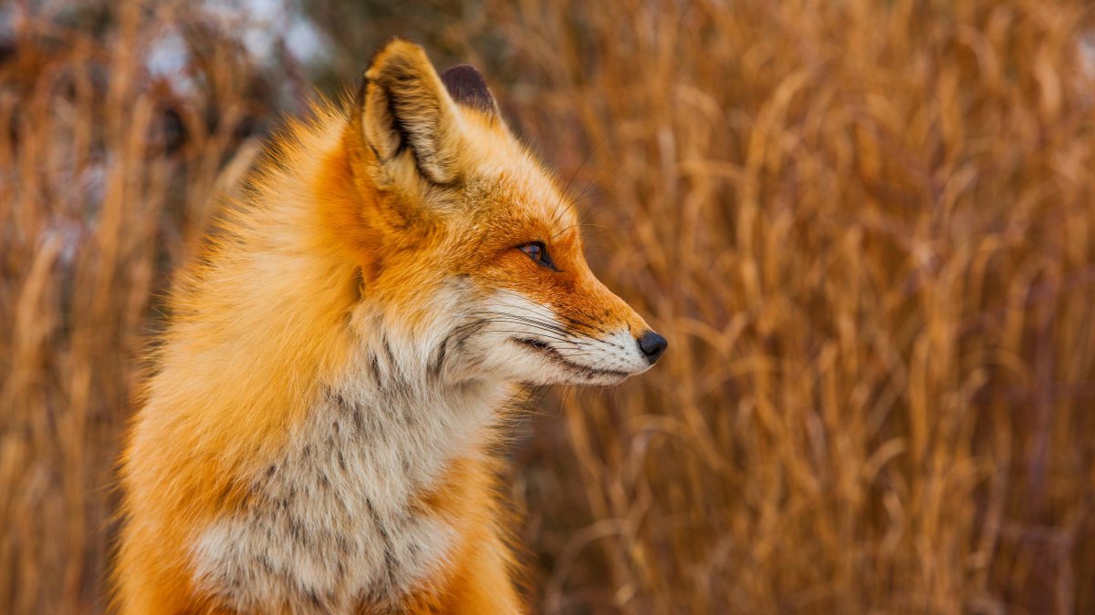 秋天狐狸质草甸特写镜头图片