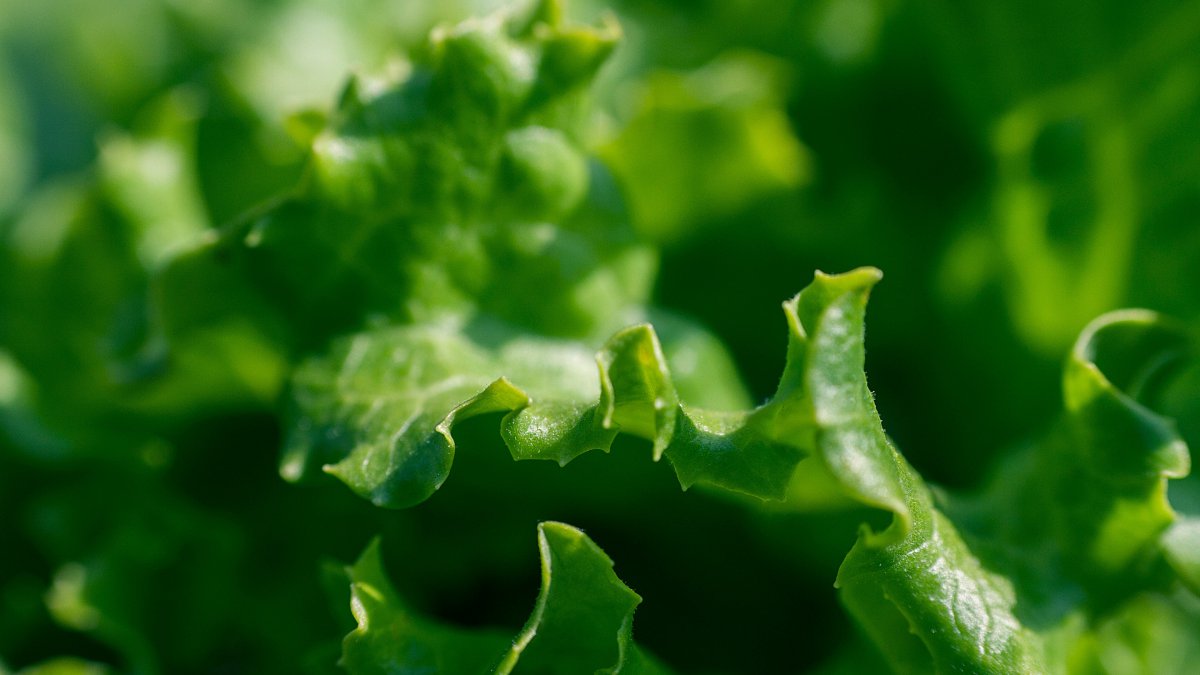 有机绿色蔬菜宏摄影图片