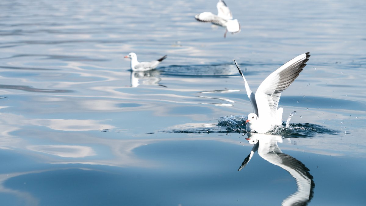 云南泸沽湖自由飞翔水鸟图片