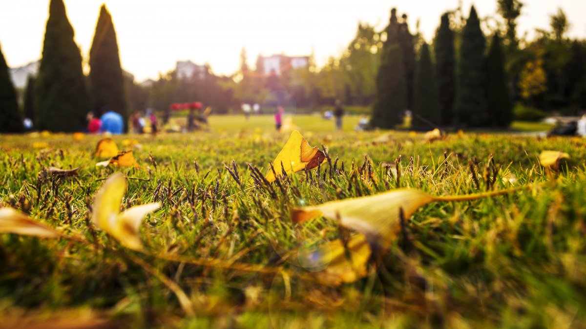 公园草地叶子休闲日落图片