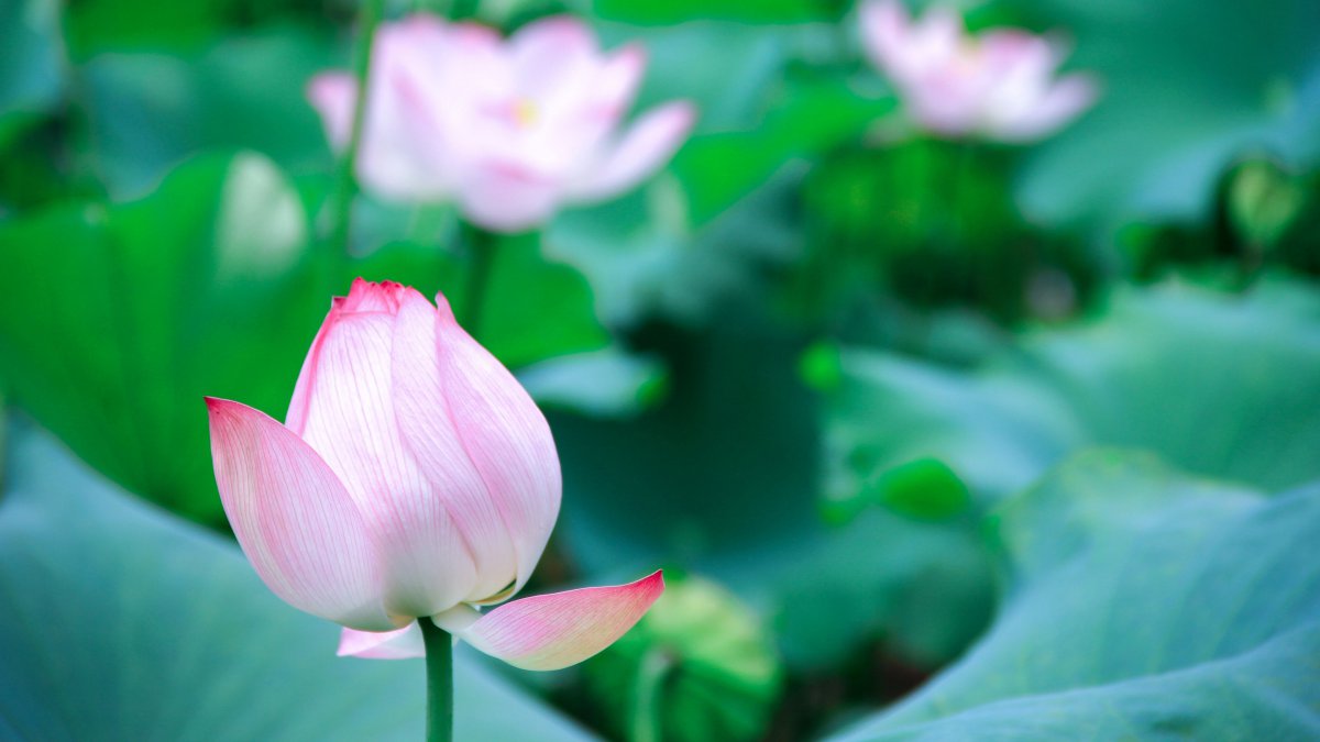 夏天,莲花,公园,4k,高品质,桌面图片,4k高清其它图片,娟娟壁纸