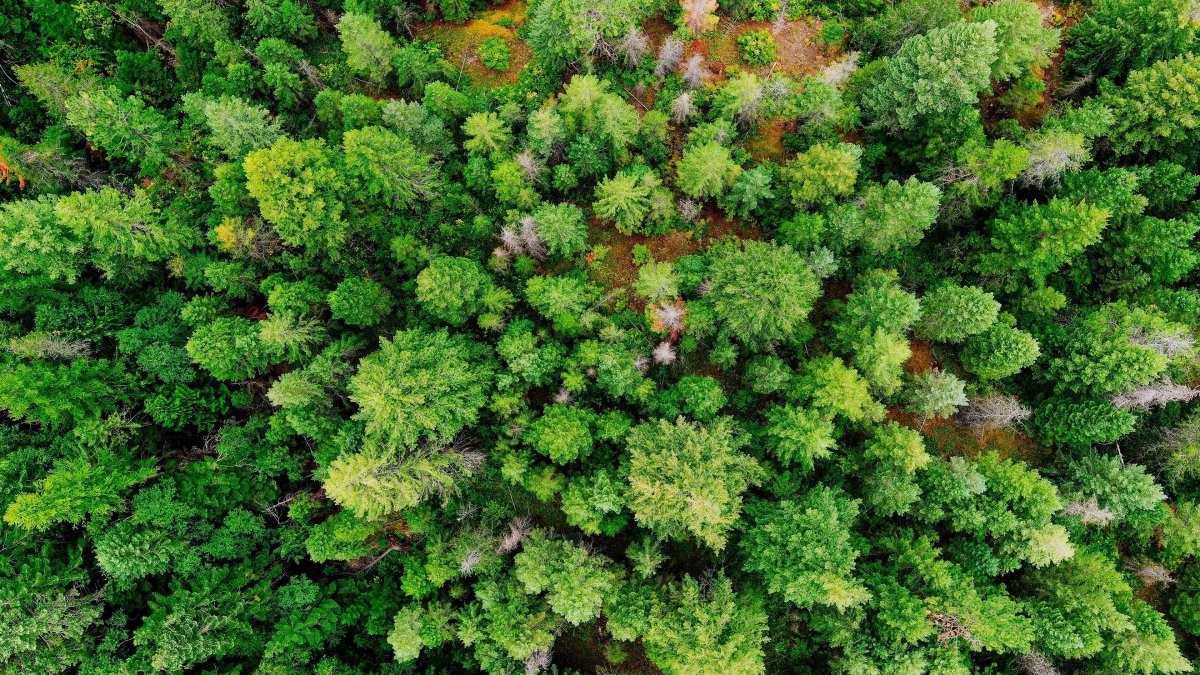 绿色,针叶林,2022,高质量,桌面图片,4k高清其它图片,娟娟壁纸