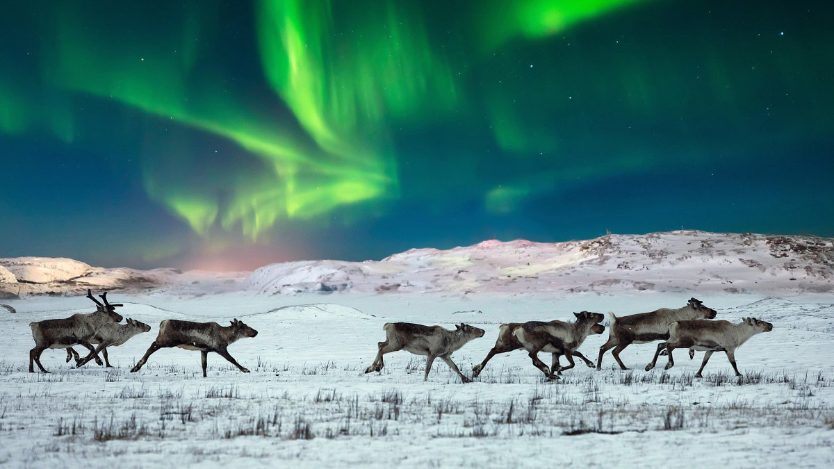 北极光野生驯鹿挪威2021年bing高清桌面图片