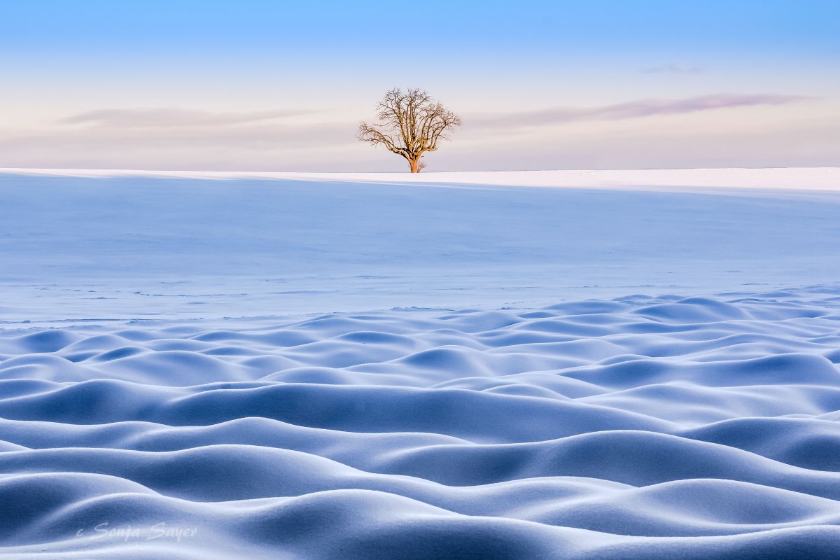 冬天雪地一棵树唯美4k风景图片