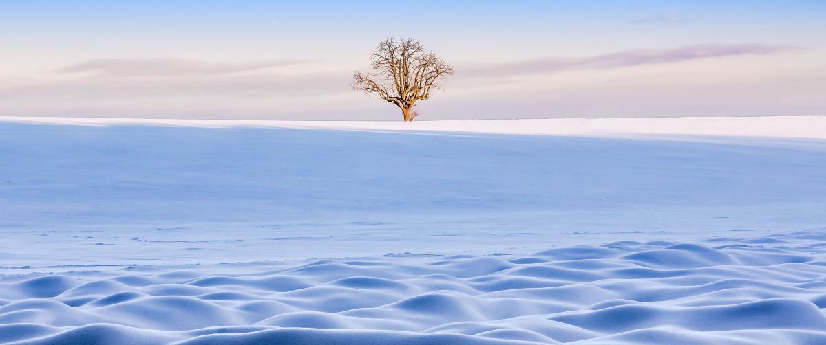 冬季雪地一棵树风景图片