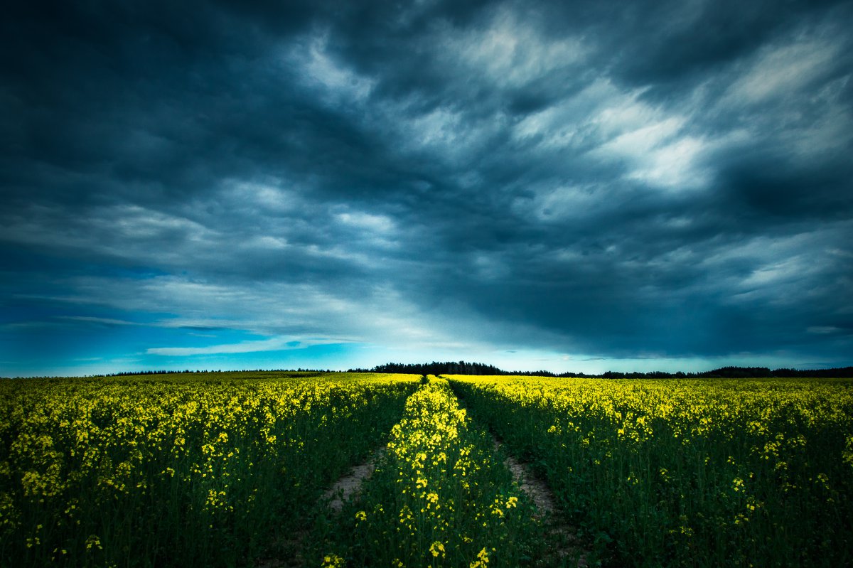 安静的田野油菜花天空4k风景图片