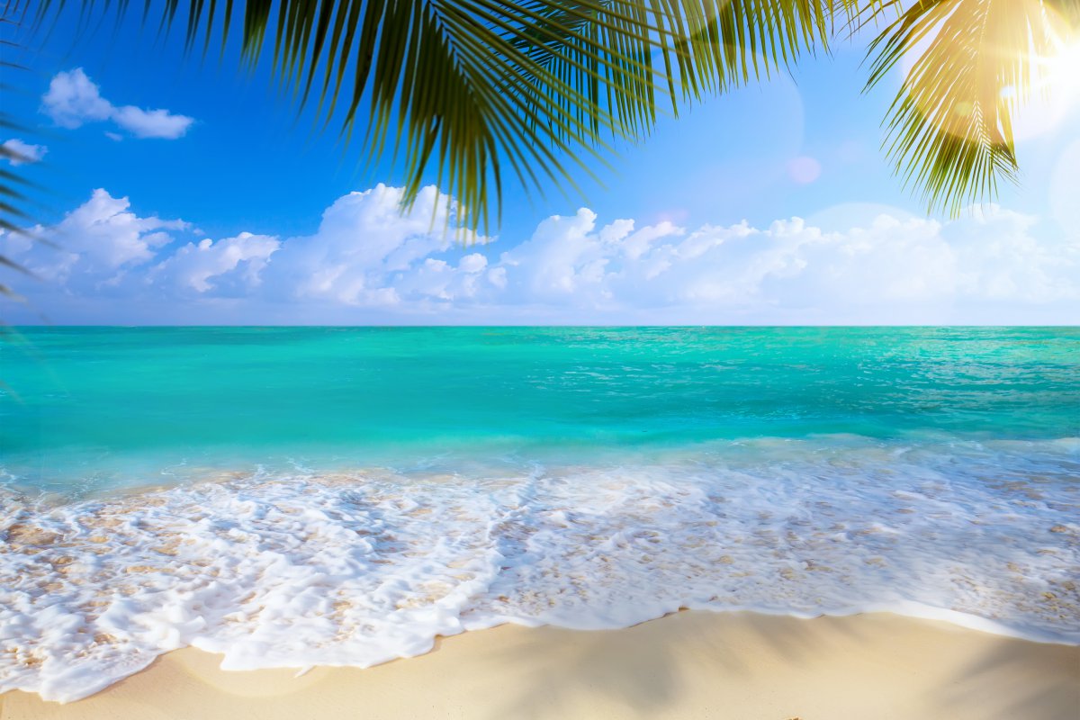 夏季海滩棕榈树大海海岸4k风景图片