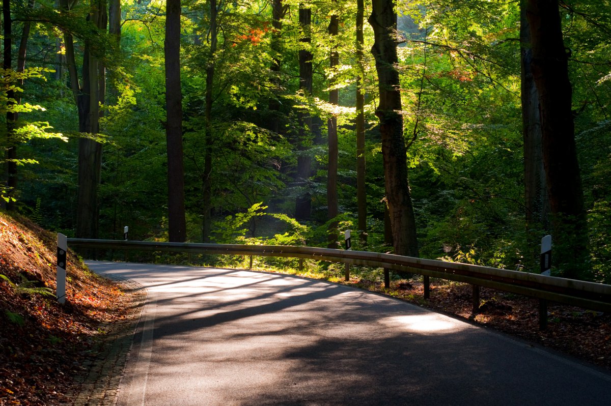 森林 道路 樹 樹葉 太陽 陽光 4k風景圖片,4k高清風景圖片,娟娟壁紙