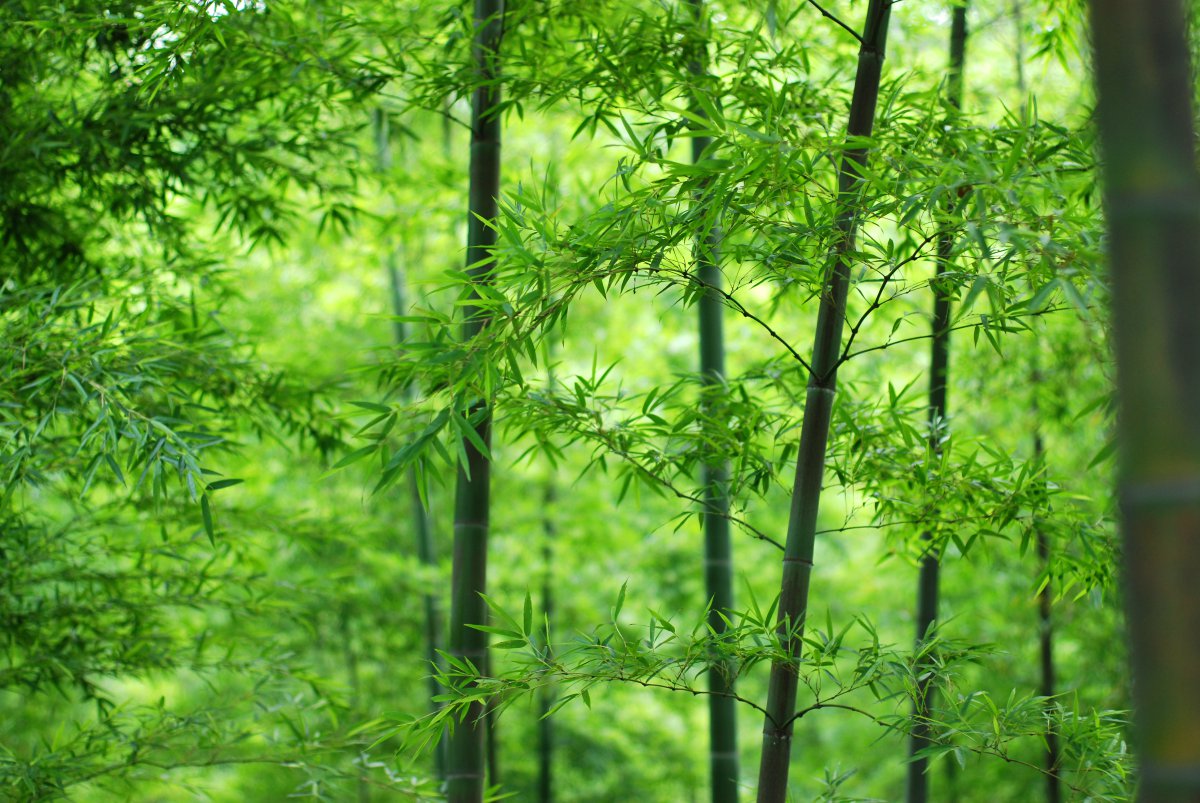 竹林 绿色竹叶 竹子 4k护眼风景图片