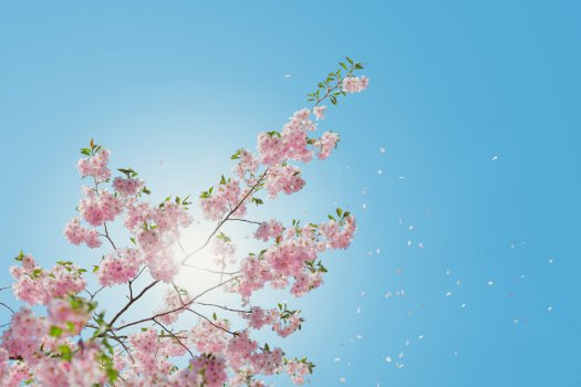 天空 樱花 6k风景图片