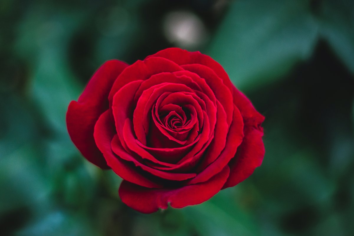 红色玫瑰花4k图片,4k高清风景图片,娟娟壁纸