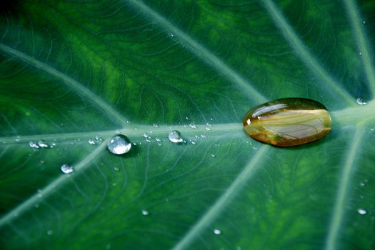 绿色植物水滴水珠5k护眼图片