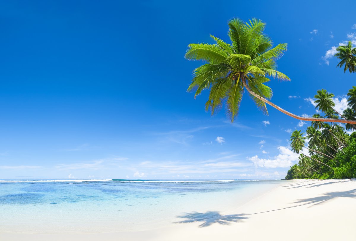 蓝色天空海水热带棕榈树美丽的海边风景5k图片