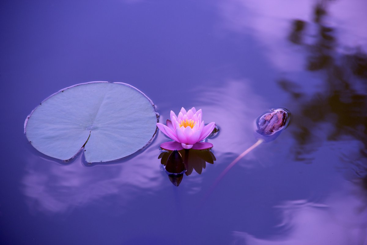 蓮花 自然 水 5k圖片,4k高清風景圖片,娟娟壁紙