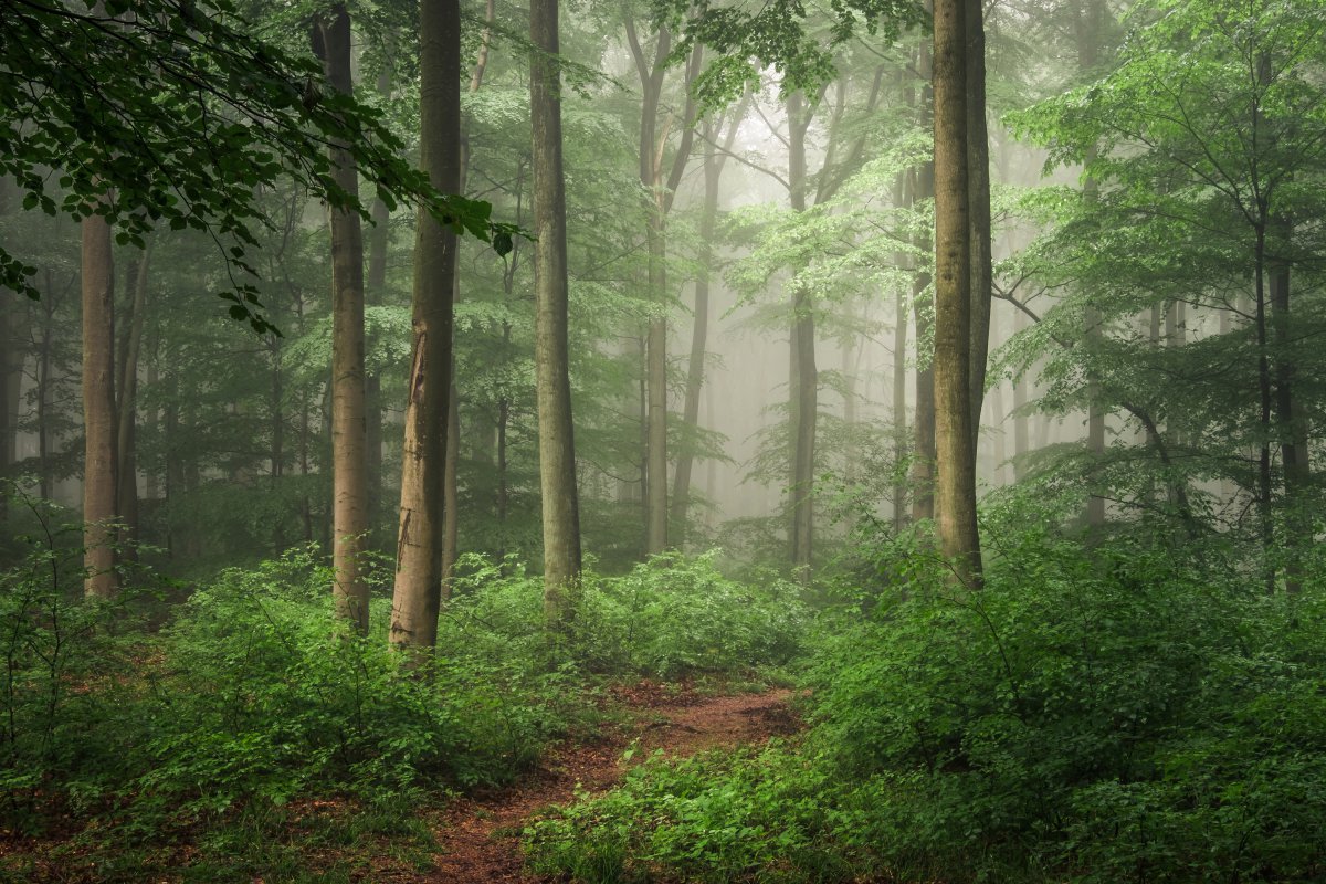 森林雾丛树4k风景图片