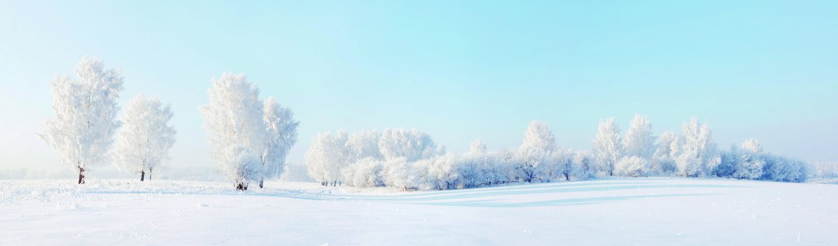 冬天雪地树8k风景图片图片