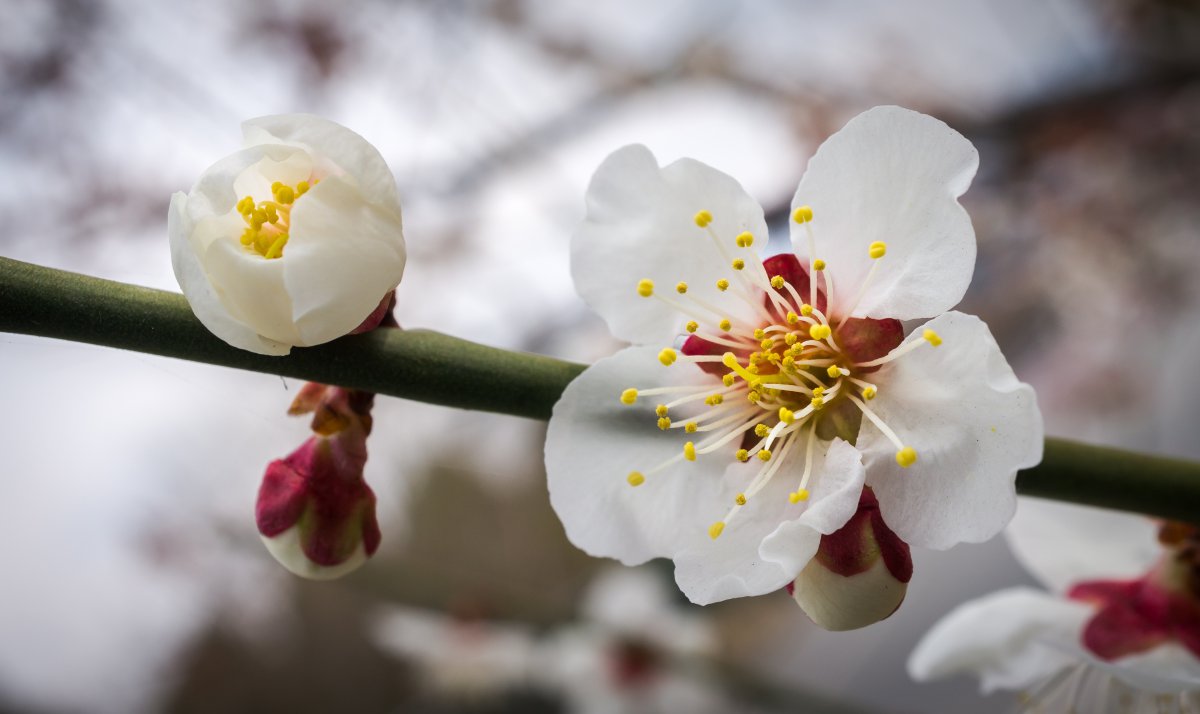 白色櫻花4k圖片,4k高清風景圖片,娟娟壁紙