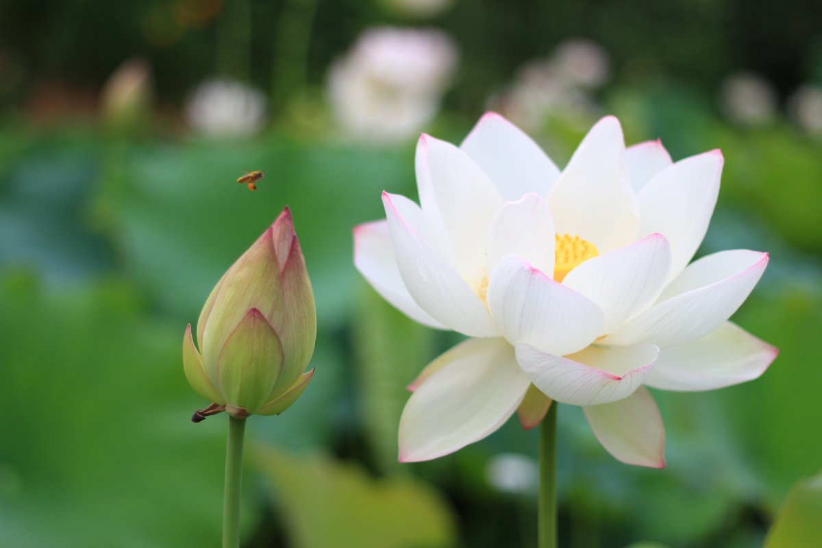 荷花 蜜蜂 白莲花 清新 5k高清护眼图片图片,4k高清风景图片,娟娟壁纸