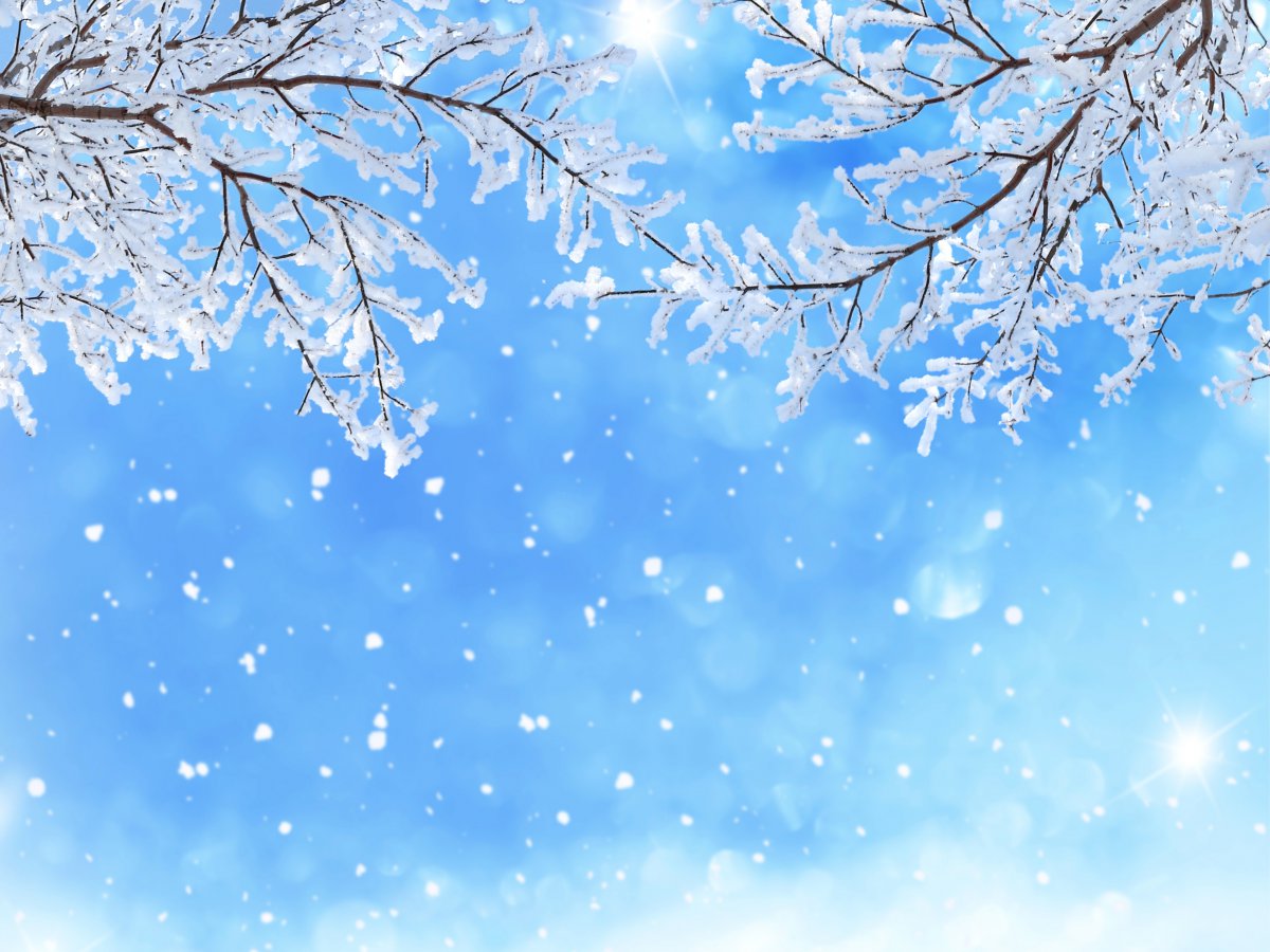 冬天雪树枝雪花天空背景图片图片