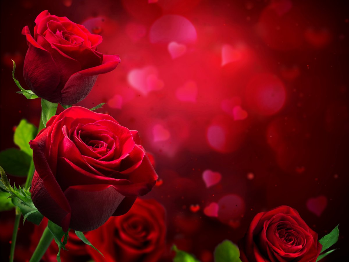 红色玫瑰花鲜花图片图片