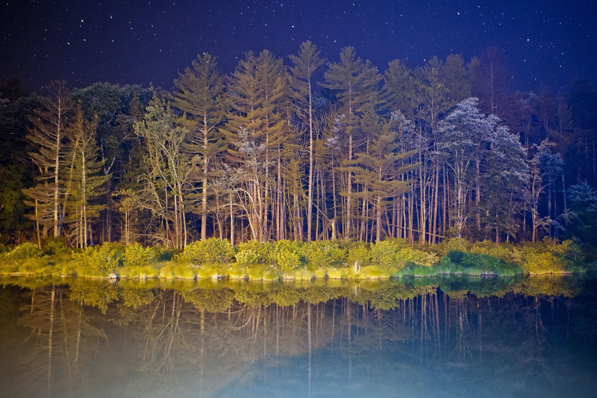 夜星光天空树木4k风景图片