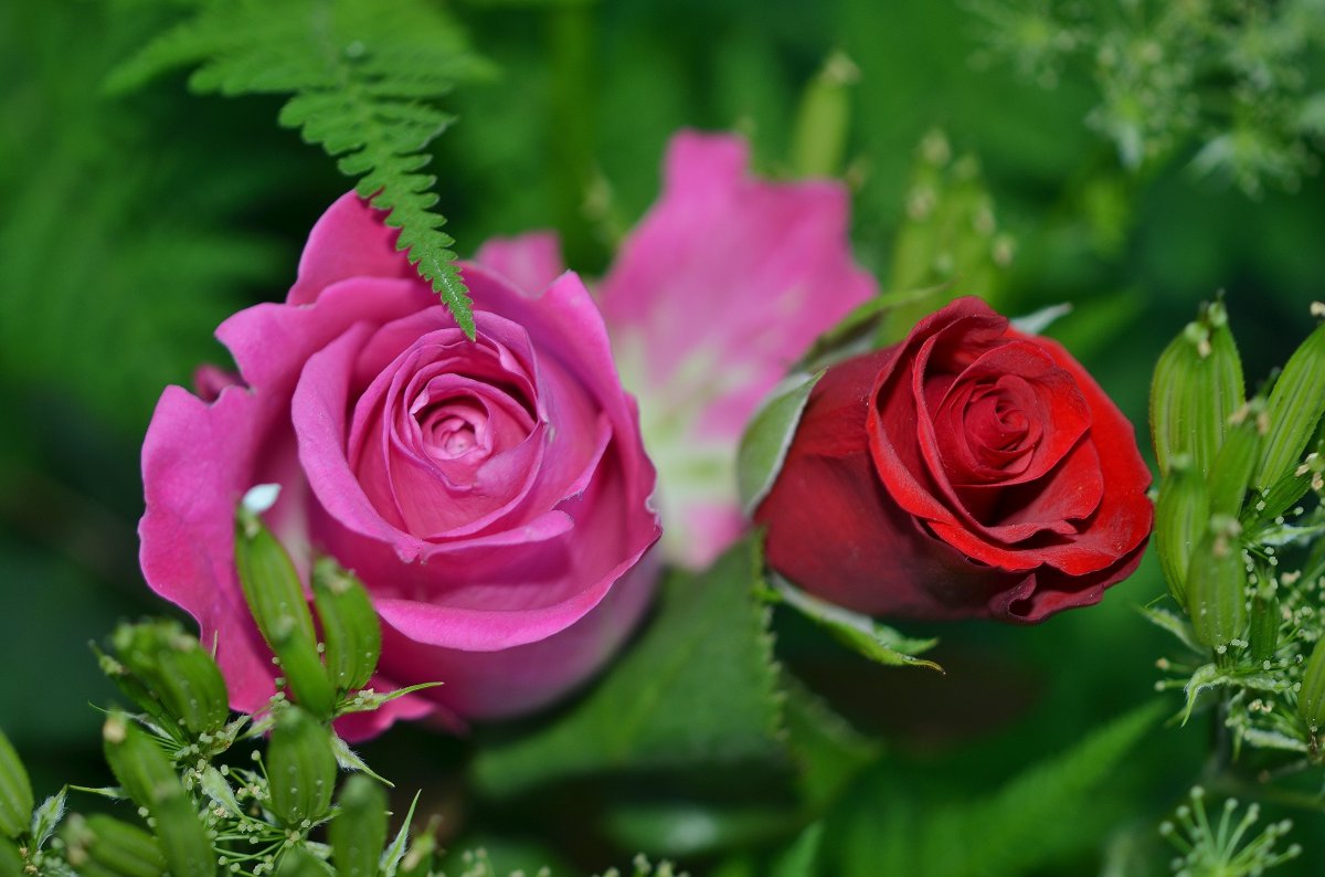 玫瑰花 自然特写 绿色叶 绿叶 鲜花 夏天 4k图片图片,4k高清风景图片