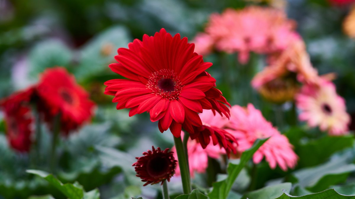 紅色非洲菊花4k圖片,4k高清風景圖片,娟娟壁紙