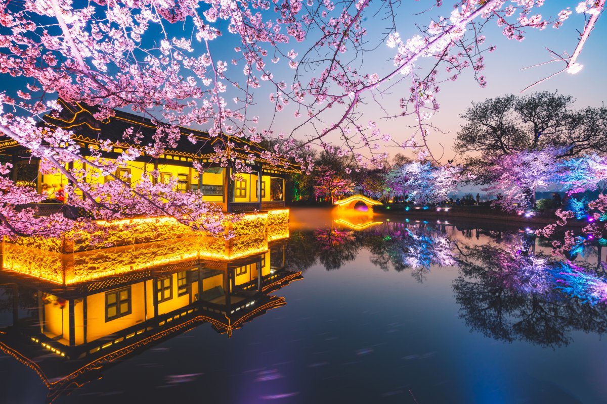 无锡鼋头渚樱花高清风景图片图片