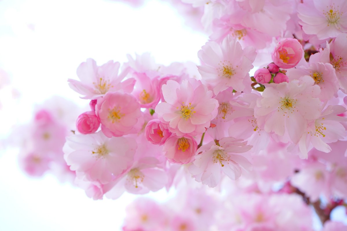 日本樱花树, 鲜花, 春天 樱花6k高清图片图片,4k高清风景图片,娟娟