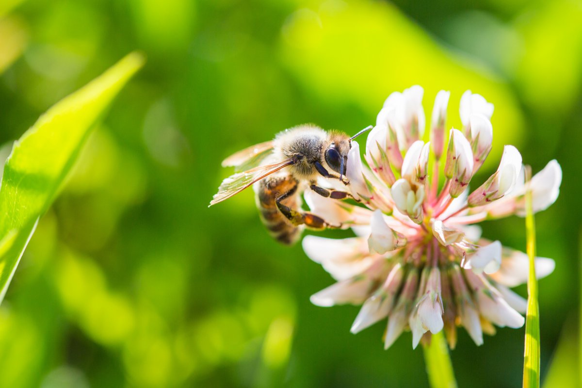 蜜蜂在白三叶花采蜜4k图片,4k高清风景图片,娟娟壁纸