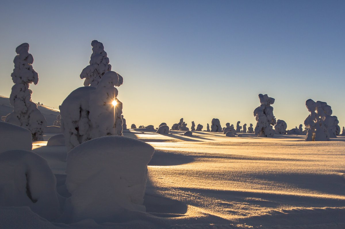 拉普兰,冬天,雪,芬兰,雪景,树木,太阳,4k风景图片