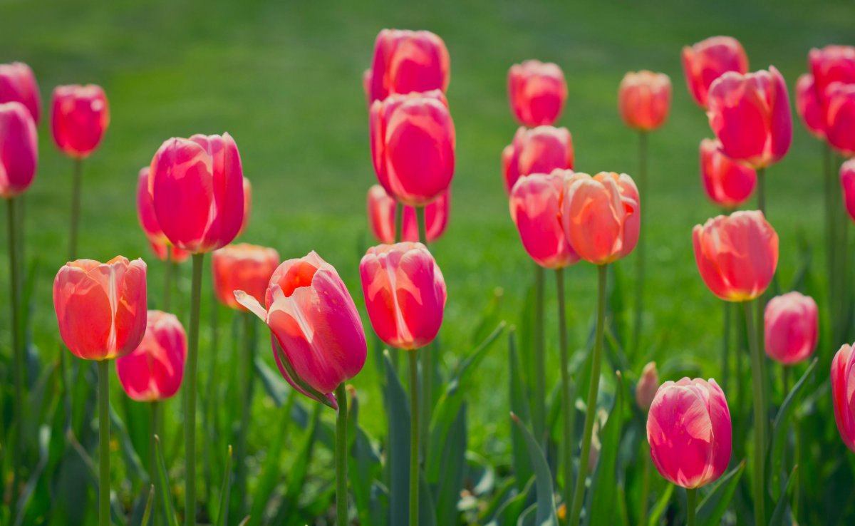 春天,草甸,花瓣,郁金香4k图片,4k高清风景图片,娟娟壁纸