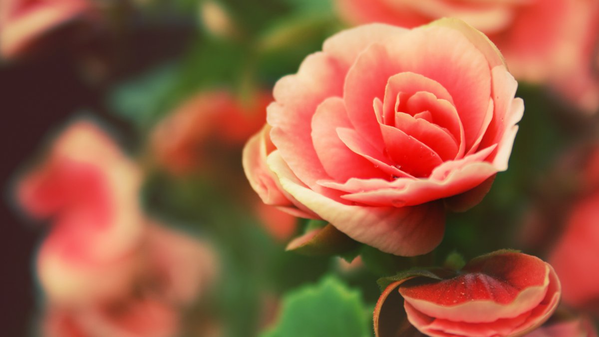 【4k】玫瑰,花瓣,玫瑰花蕾,图片,4k高清风景图片,娟娟壁纸